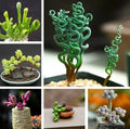 Mixed Succulent Plant Seeds Pack – 50 Assorted Varieties for Indoor & Outdoor Gardening