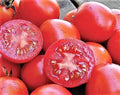 Siberian Tomato Seeds - Organic Heirloom Non-GMO Lycopersicon esculentum - 120+ Pack