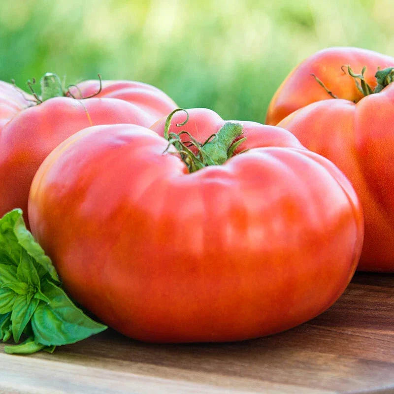 Red Brandywine Tomato Seeds 50 Count | Heirloom Non-GMO Vegetable Seeds | Lycopersicon lycopersicum