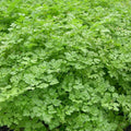 Curled Chervil Seeds - Herb Seeds for Gardening - Anthriscus cerefolium - Fresh Culinary Herb for Indoor & Outdoor Gardens