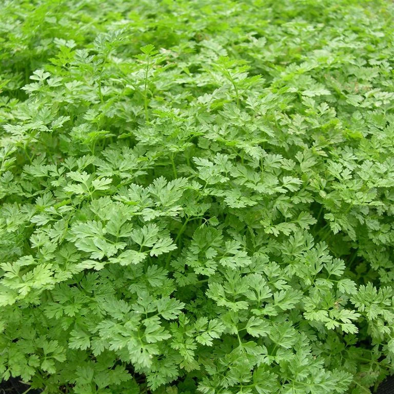 Curled Chervil Seeds - Herb Seeds for Gardening - Anthriscus cerefolium - Fresh Culinary Herb for Indoor & Outdoor Gardens