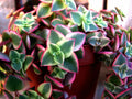 Crassula pellucida subsp. marginalis 'Variegata' Succulent Cuttings – Calico Kitten Variegated Plant, 3 Healthy Propagation Pieces