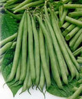 Slenderette Bush Bean Seeds – Non-GMO, Phaseolus vulgaris, 20+ Seeds, Edible, Compact, Fast-Growing Vegetable Seeds