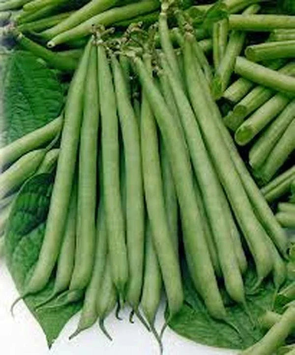 Slenderette Bush Bean Seeds – Non-GMO, Phaseolus vulgaris, 20+ Seeds, Edible, Compact, Fast-Growing Vegetable Seeds
