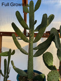 Sour Prickly Pear Cactus Starts - Consolea Rubescens - Fast Growing Rooted Succulent for Garden or Indoor Plant