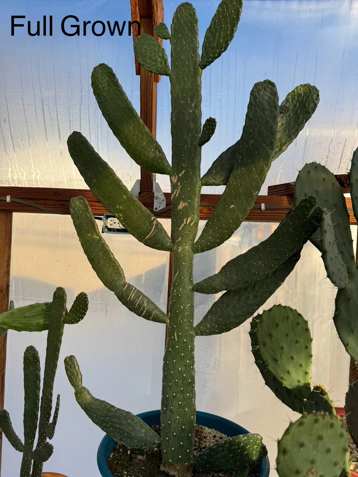 Sour Prickly Pear Cactus Starts - Consolea Rubescens - Fast Growing Rooted Succulent for Garden or Indoor Plant