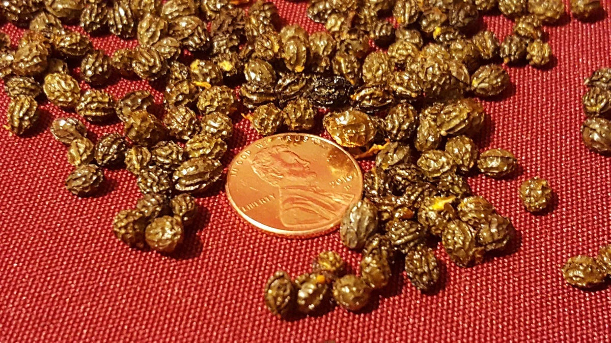 Papaya Fruit Tree Seeds - Organic Carica papaya - Tropical Gardening, Home Grow, Fast-Growing Tree, 100-1000 Seeds