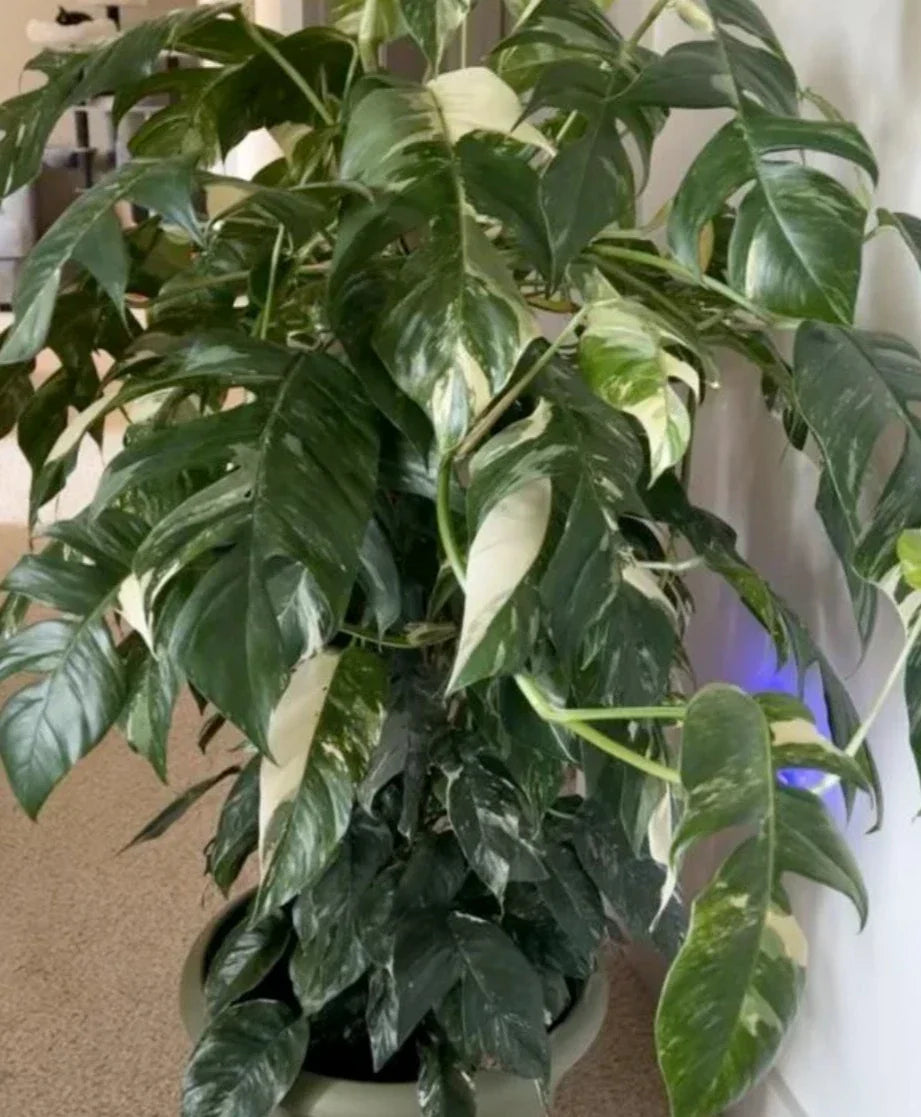 Albo Pothos Cutting - Fresh Marble Variegation Epipremnum Pinnatum Rare Houseplant