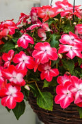 Busy Lizzy Seeds 100 Pack Impatiens walleriana Red Starburst Garden Flower Non-California