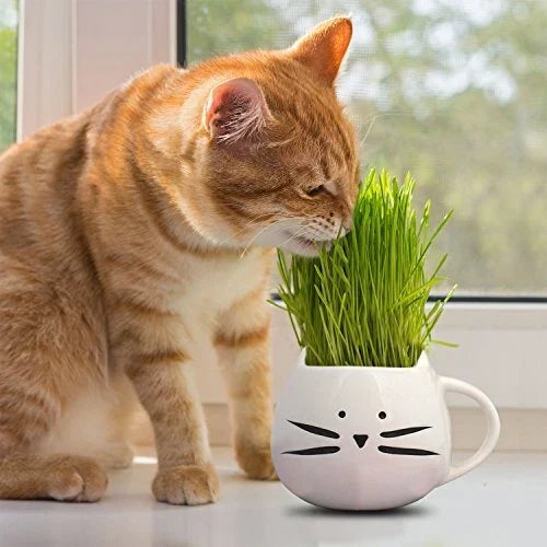 Cat Grass Seeds - Non-GMO Heirloom Herb Seeds for Cats - Triticum aestivum, Indoor & Outdoor Grow
