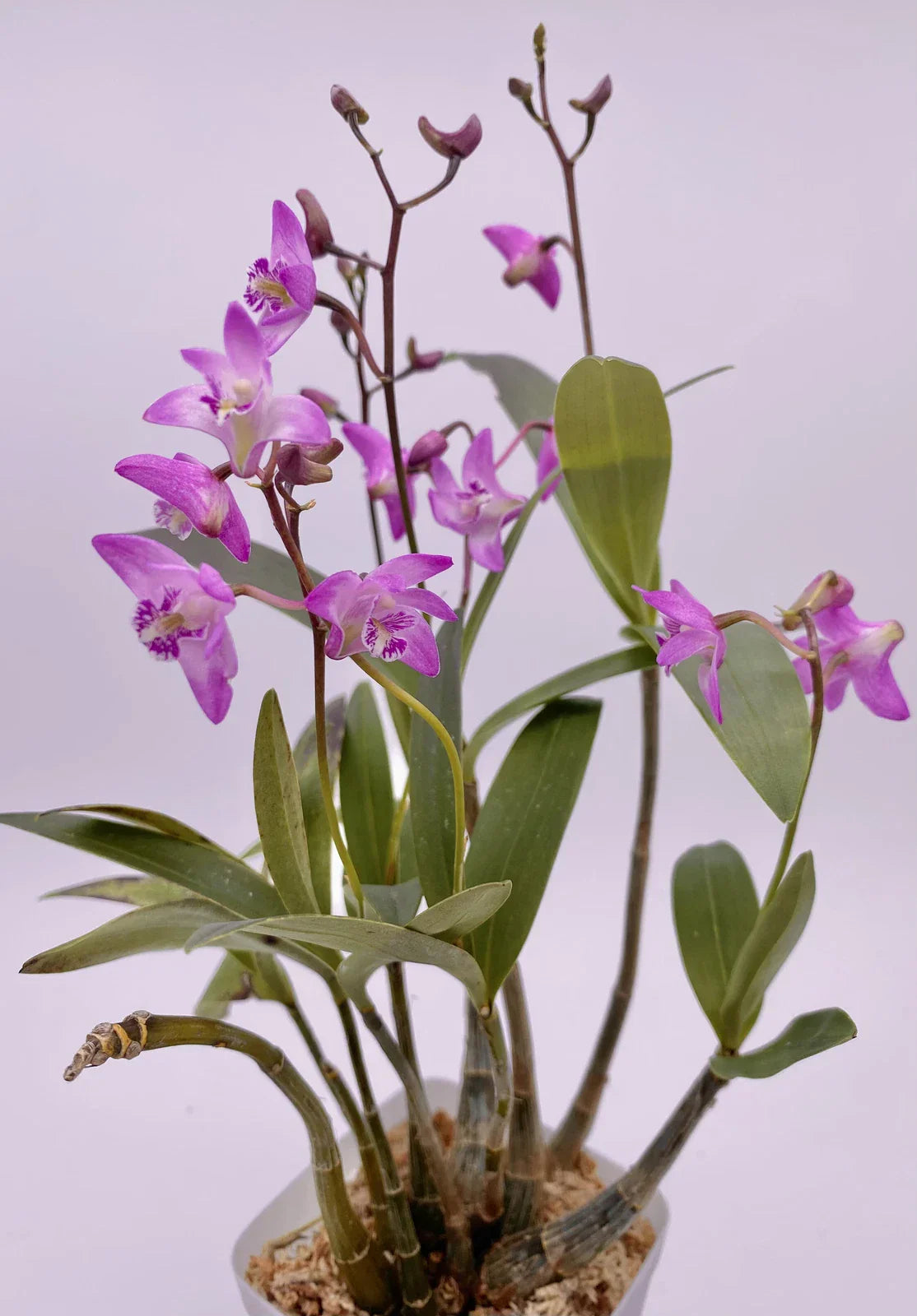 Dendrobium KINGIANUM Orchid Plant – Fragrant Miniature Flower – Easy Indoor Orchid in 4-Inch Pot