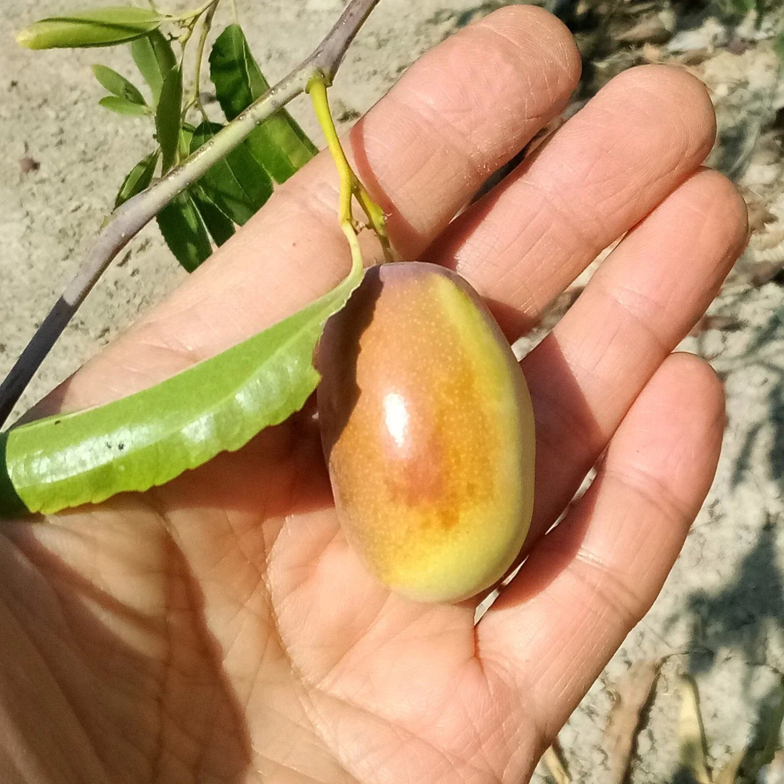 Ant Admire Jujube Tree Cuttings - 8-Inch Graft Scion Wood Ziziphus jujuba for Grafting and Fruit Production