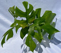 Rooted Rhaphidophora Tetrasperma Cuttings - Mini Monstera Indoor Plant - Tropical Low Maintenance Houseplant