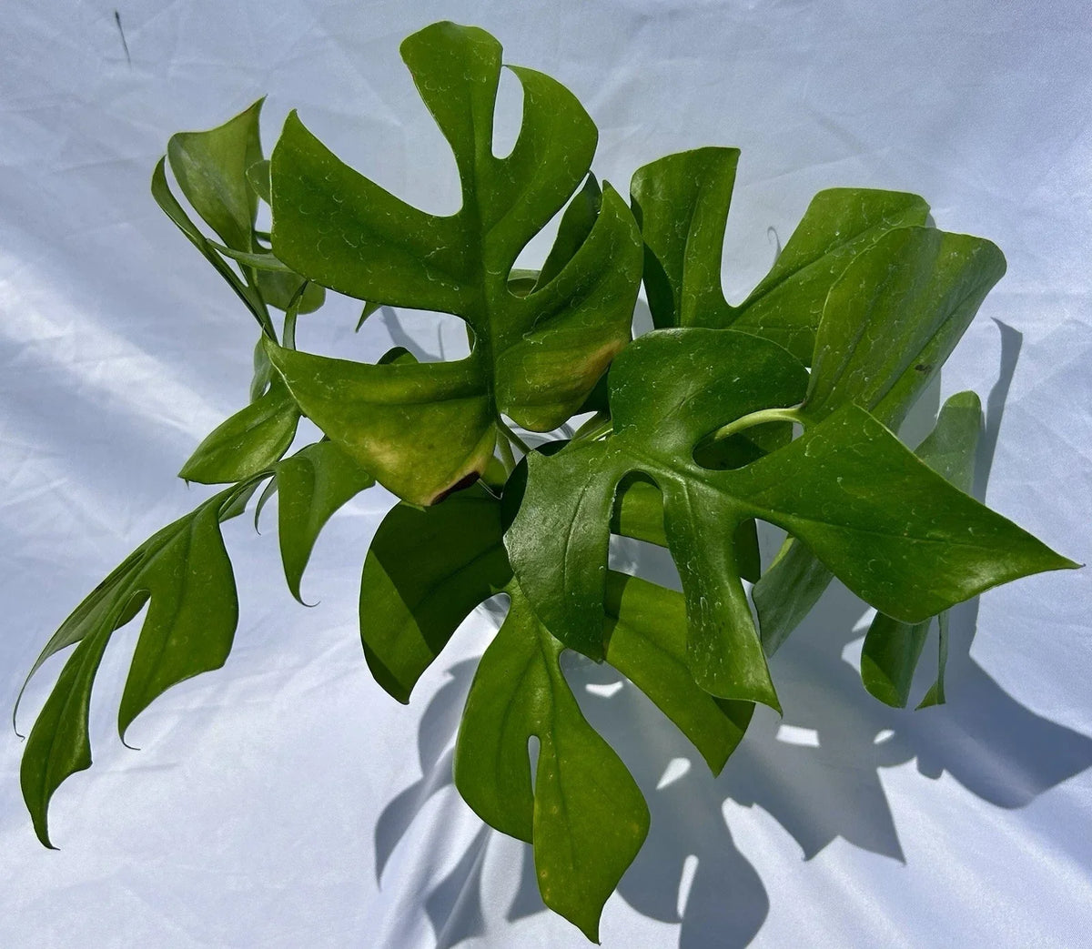 Rooted Rhaphidophora Tetrasperma Cuttings - Mini Monstera Indoor Plant - Tropical Low Maintenance Houseplant