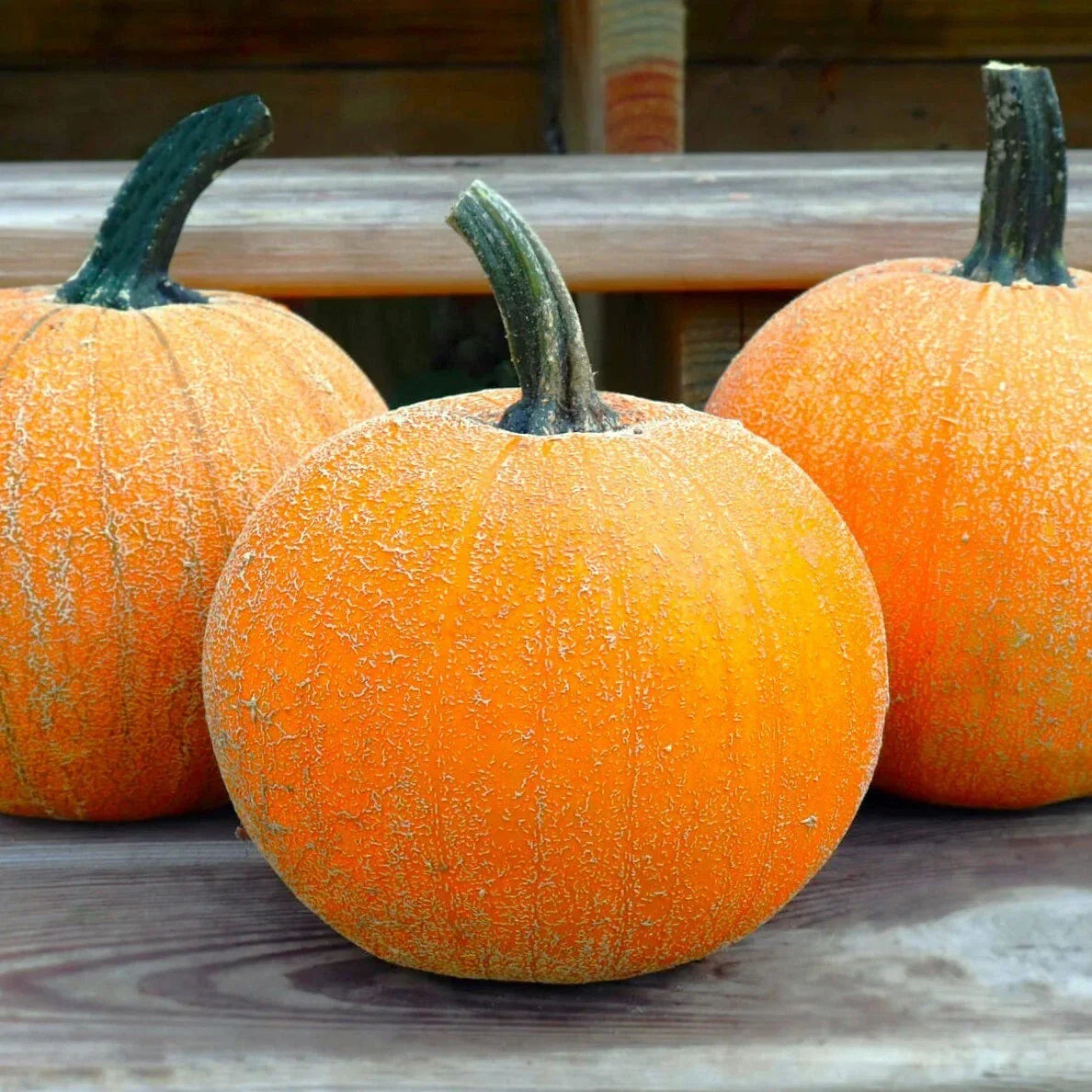 Winter Luxury Pie Pumpkin Seeds – Gourmet Cucurbita pepo for Pies & Fall Decorations, 20 Non-GMO Seeds