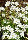Baby's Breath Seeds - 500+ Gypsophila paniculata White Flowers for Gardens & Bouquets