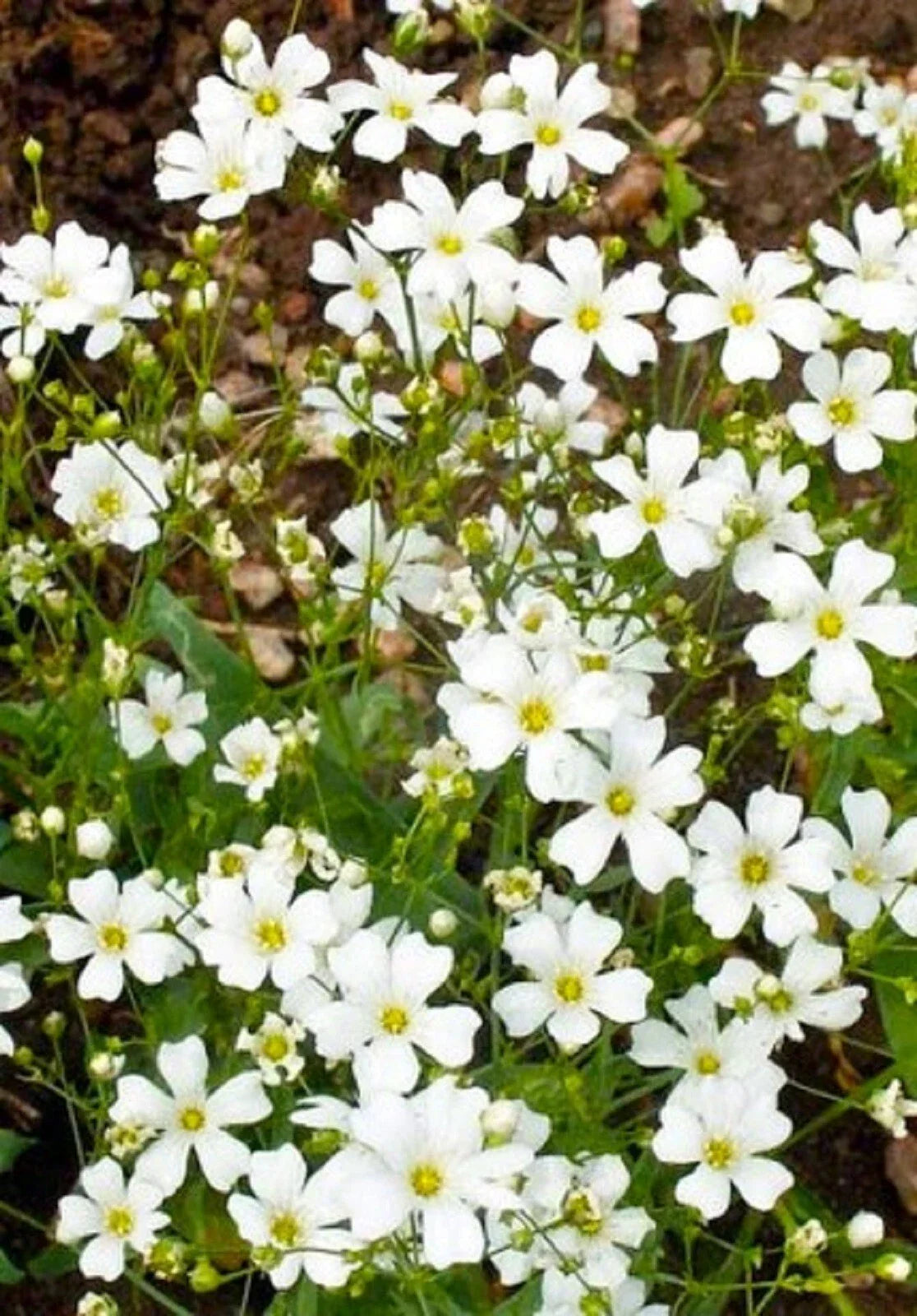 Baby's Breath Seeds - 500+ Gypsophila paniculata White Flowers for Gardens & Bouquets