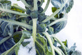 Hestia Brussels Sprouts Seeds – 500+ Organic Vegetable Seeds for Garden Planting – Brassica oleracea var. gemmifera