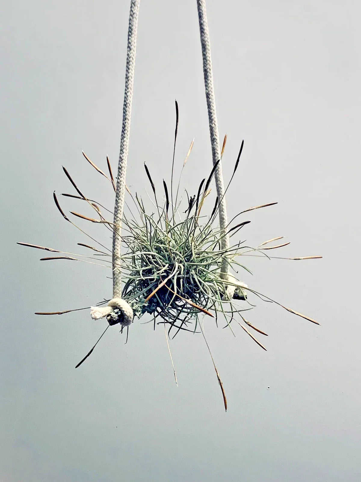 Air Plant Set 4pc - Tillandsia recurvata - Low Maintenance Indoor Decor for Home & Office