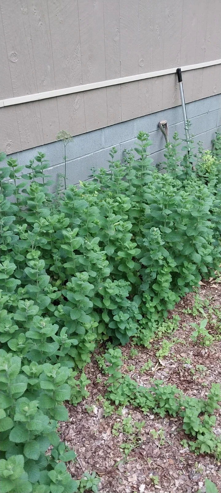 Hardy Giant Apple Mint Plants 4 Pack - Mentha suaveolens 'Variegata' - Aromatic Herb for Culinary & Garden