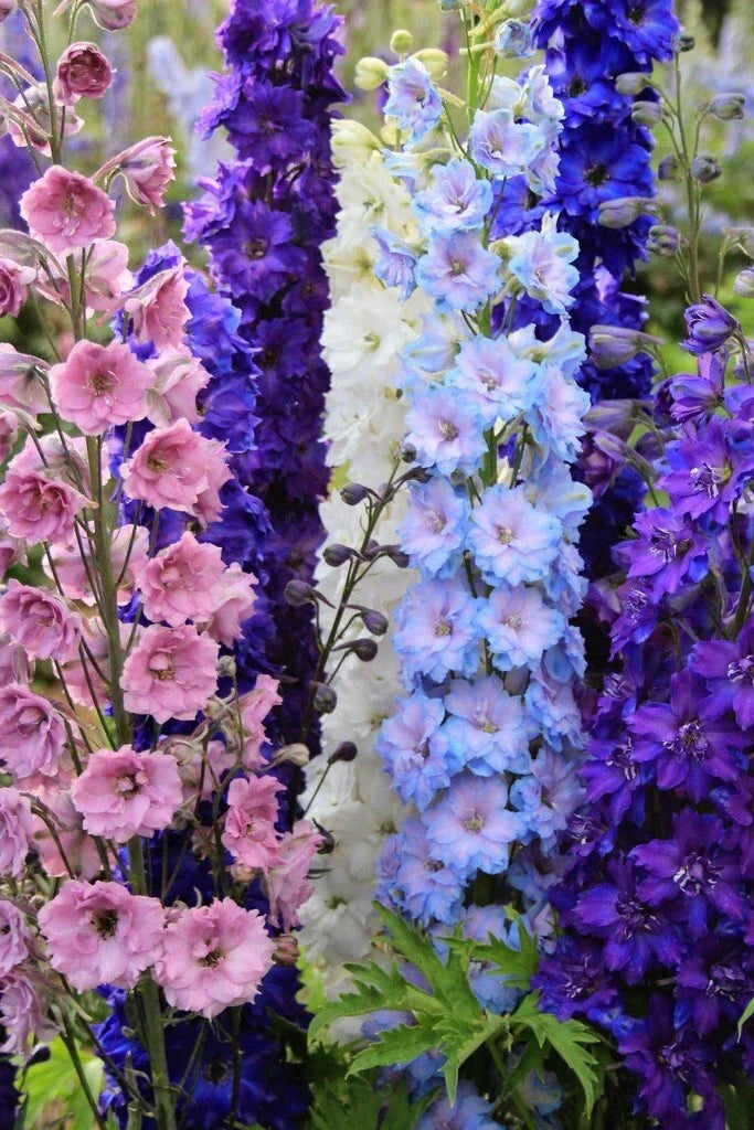 Delphinium Seeds Mix - 50 Doubles Perennial Flower Seeds for Borders & Cut Flowers - Delphinium elatum Garden Blend