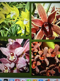 Cymbidium Orchid Seedling Bare Root - 8 Varieties Available - Unique Orchid Species - Orchidaceae