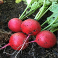 Early Scarlet Globe Radish Seeds - 200 Non-GMO Heirloom Raphanus sativus Vegetable Garden Seeds