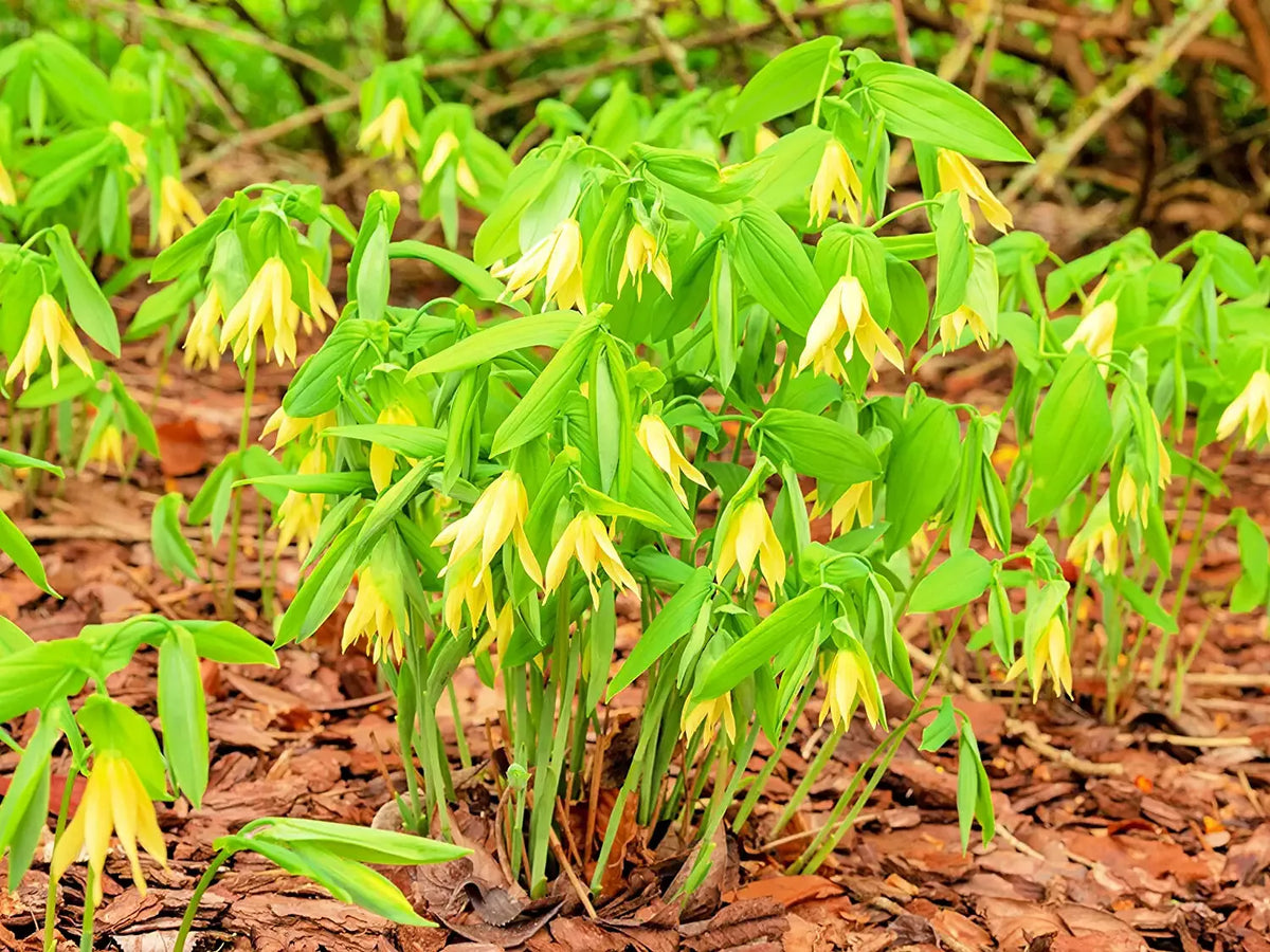Bellwort Seeds - 10 Pack - Weeping Bell-Shaped Blooms - Uvularia grandiflora - Shade-Loving Perennial Plant Seeds
