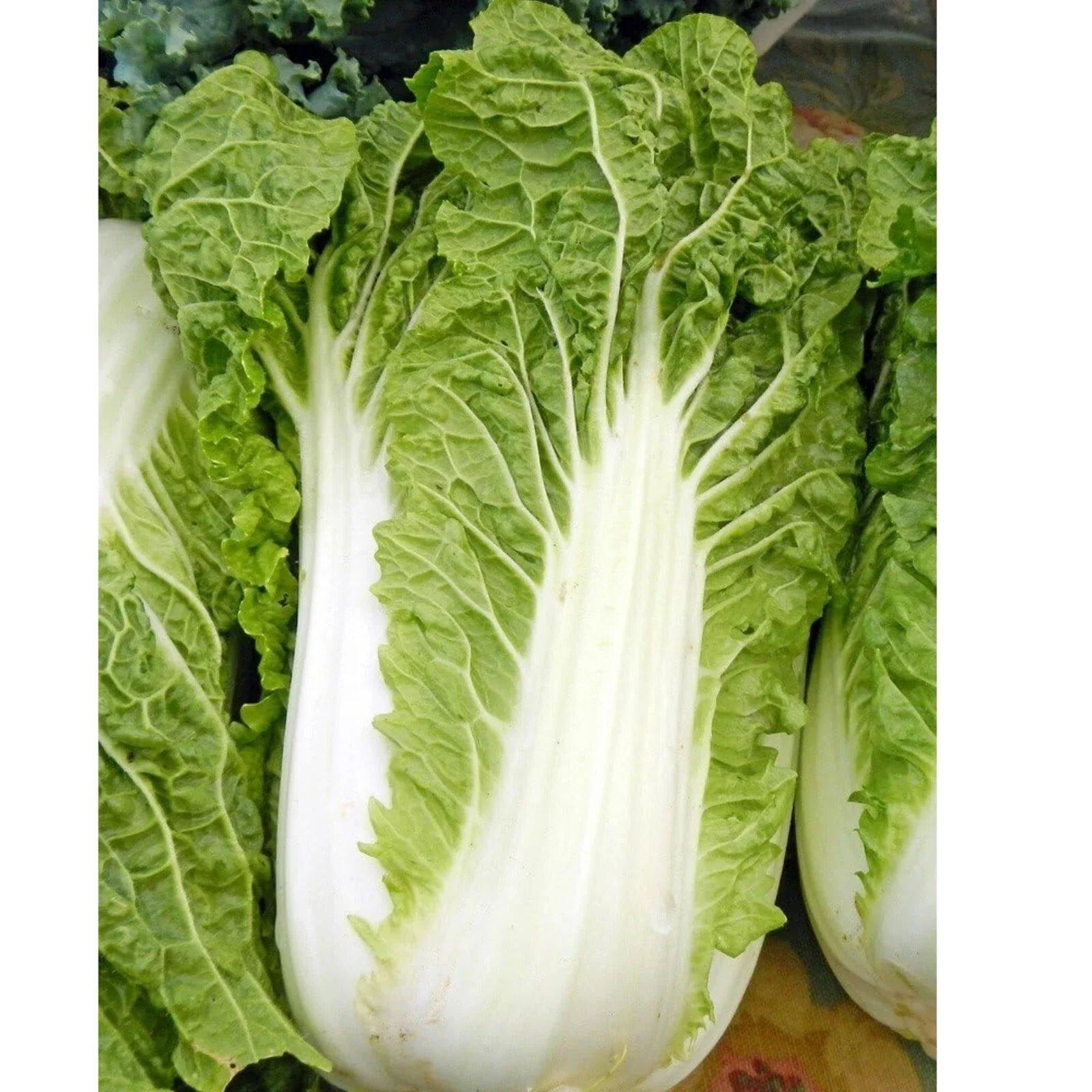 Napa Cabbage Seeds 200+ Heirloom Organic Brassica rapa subsp. pekinensis for Home Garden, Salad, Stir-fry, Pickling