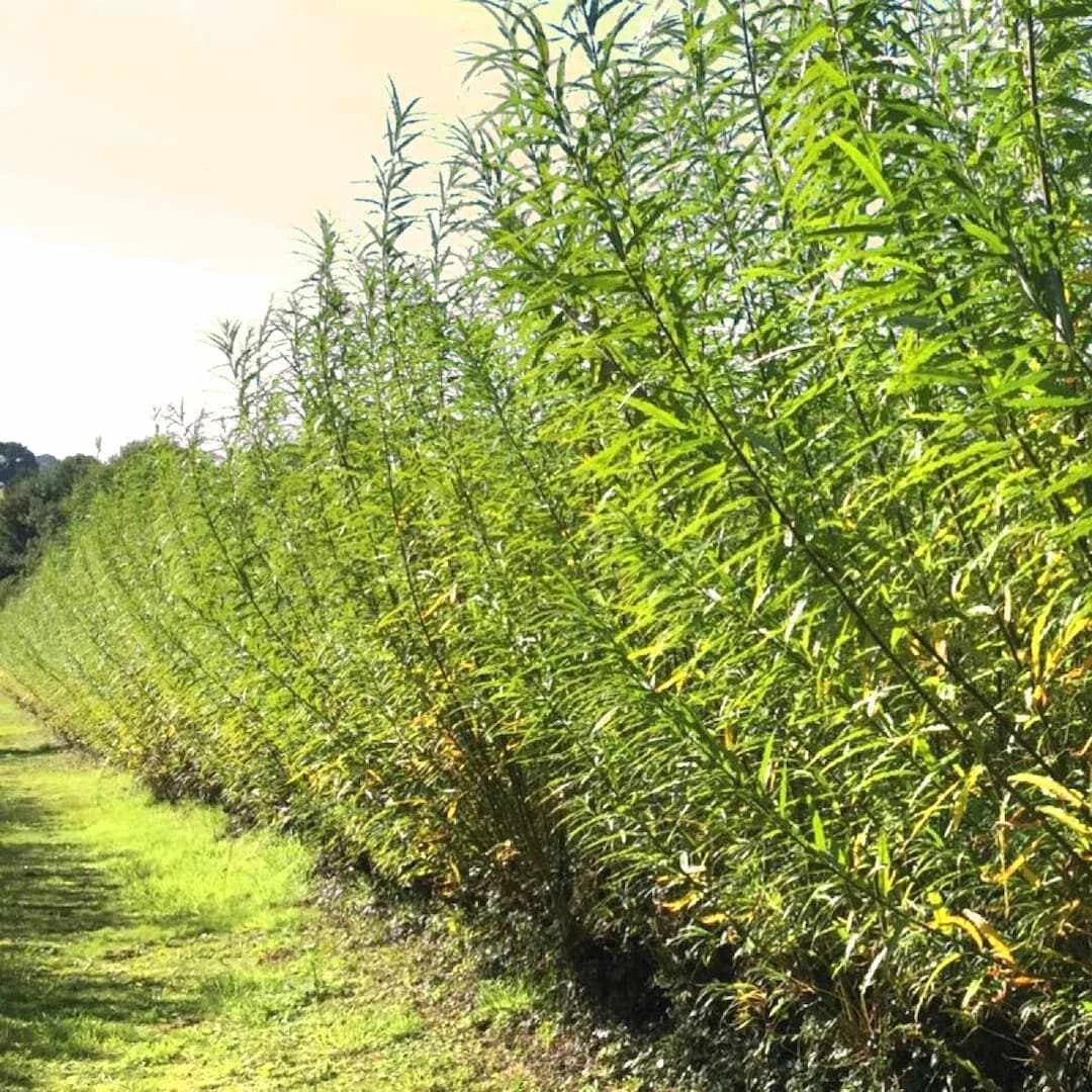 Austree Hybrid Willow Hedge Cuttings - 25 Fast Growing Privacy Trees for Screens and Windbreaks