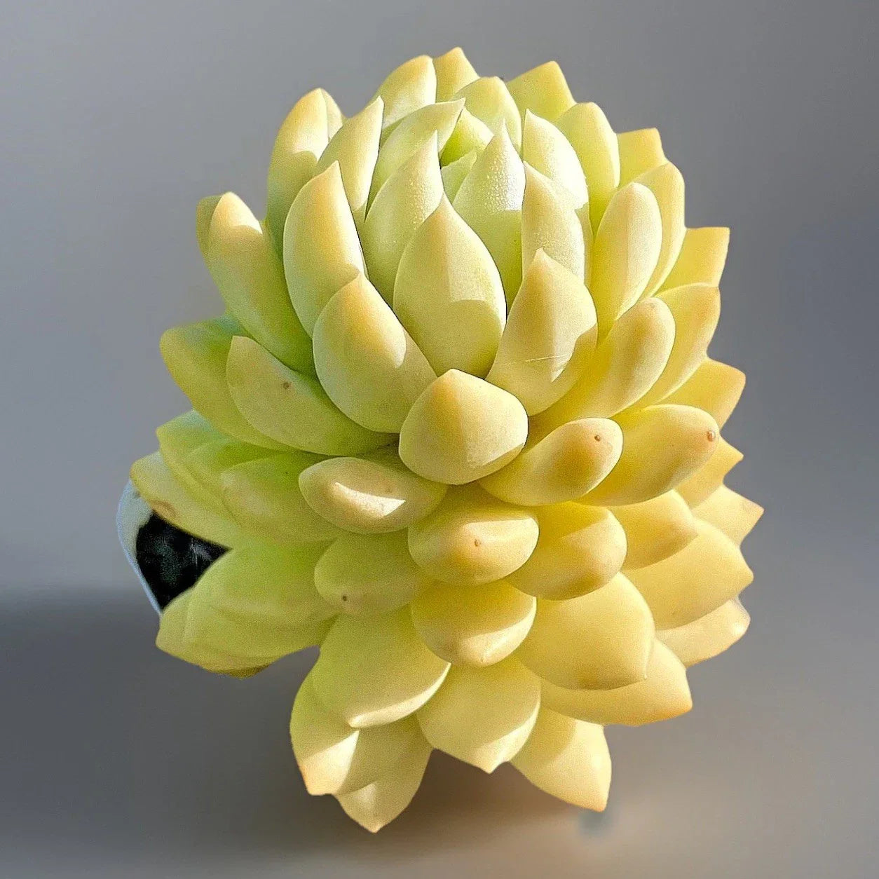 Rare Succulent Live Plant 2-Inch Sedeveria Lilac Mist Hybrid Echeveria Sedum Succulent Plant