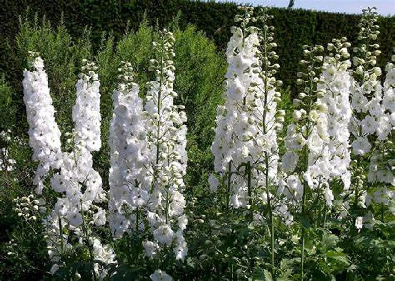White King Larkspur Seeds - Pre-Stratified, Delphinium consolida, 30 Seeds for Gardens & Cut Flowers