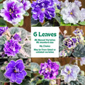 African Violet Leaf Propagation Set – 6 Standard Leaves – Named My Choice – Saintpaulia ionantha