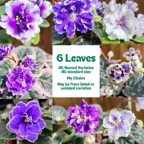African Violet Leaf Propagation Set – 6 Standard Leaves – Named My Choice – Saintpaulia ionantha