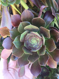 BiColor Aeonium Rosette Cuttings - 3-4 Inch Succulent Plant - Aeonium ‘Sunburst’ Clippings for Indoor & Outdoor Gardens