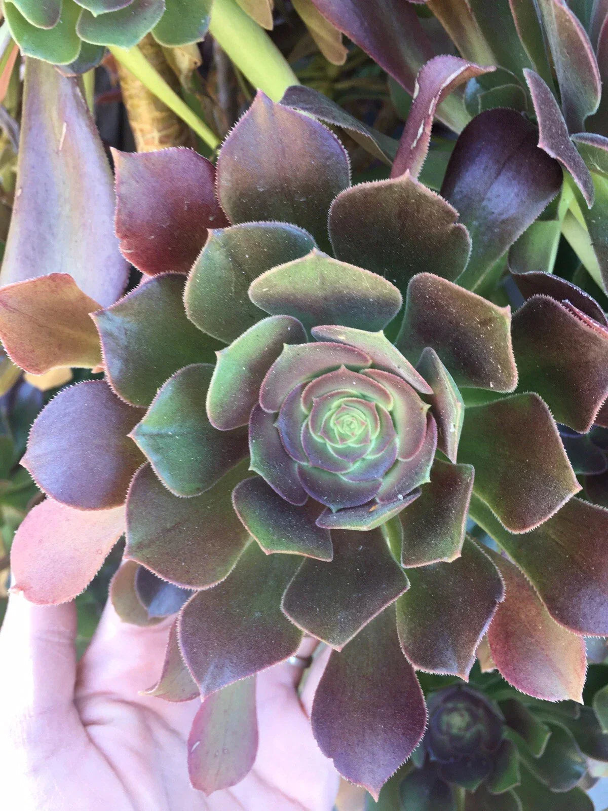 BiColor Aeonium Rosette Cuttings - 3-4 Inch Succulent Plant - Aeonium ‘Sunburst’ Clippings for Indoor & Outdoor Gardens