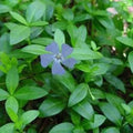 Vinca Minor Bare-Root Plants, Ground Cover, Purple & Blue Flowers, Periwinkle, Apocynaceae
