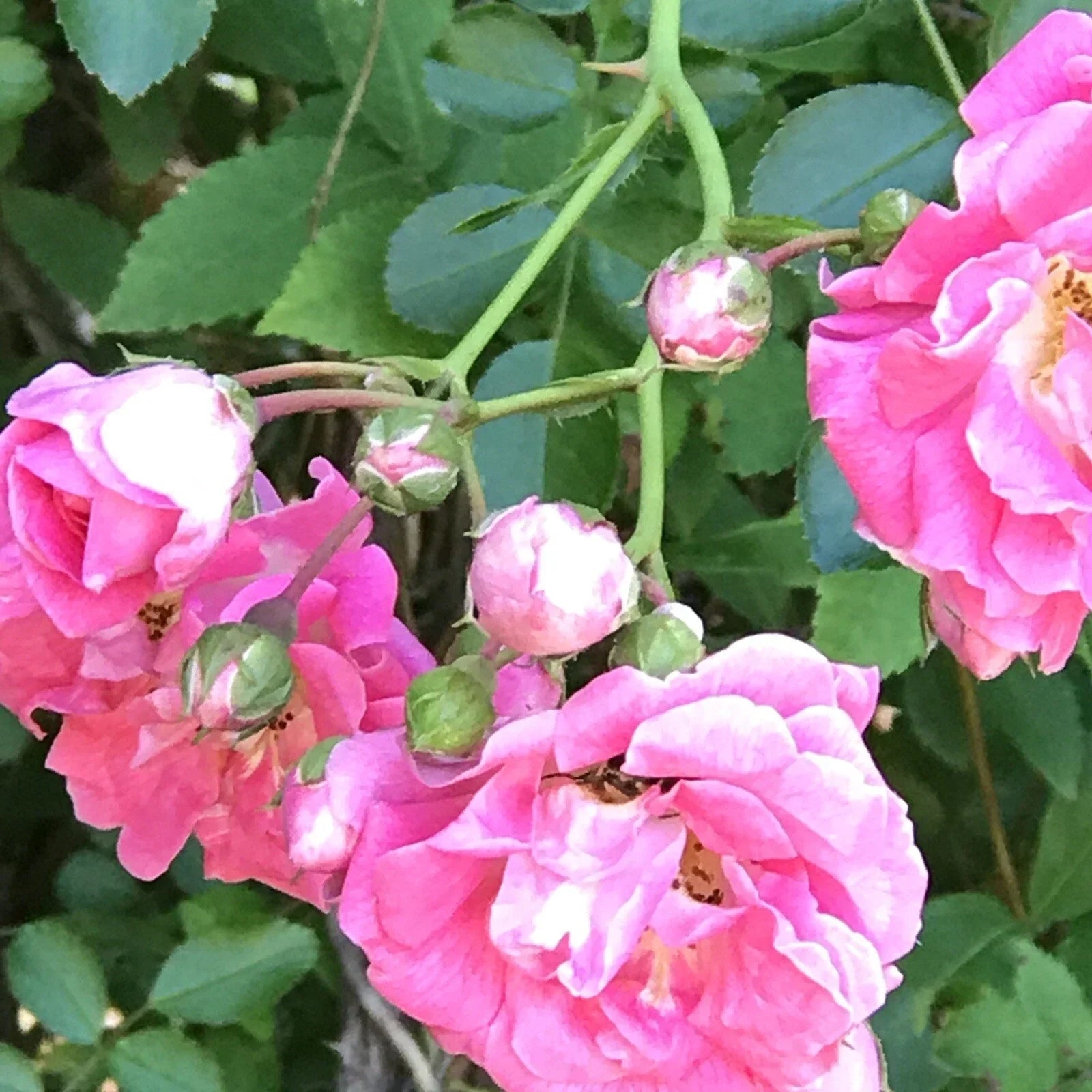 Pink Seven Sisters Climbing Rose Bare Root Live Plants – Rosa 'Seven Sisters' – Soft Pink Blooms, Climbing Habit, Heirloom Garden Plant
