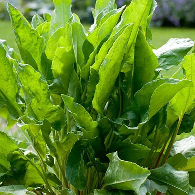 Large Leaf Sorrel Seeds - Heirloom Non-GMO Rumex acetosa Herb Seeds for Culinary Gardens