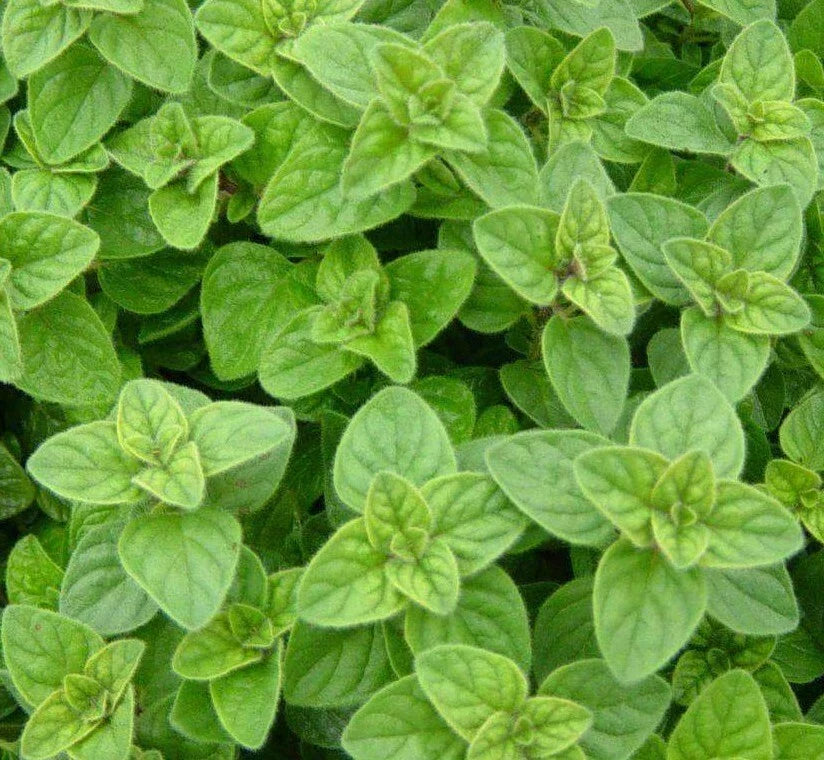 Italian Oregano Seeds - 2000+ Culinary Herb Seeds for Garden, Non-GMO, Origanum vulgare, Aromatic Spice, Easy to Grow