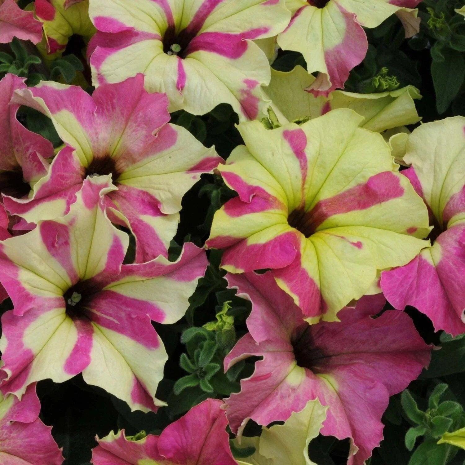 Petunia Seeds 10 Pelleted Sophistica Lime Bicolor Petunia × atkinsiana for Garden, Container, Hanging Basket