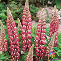 Chatelaine Lupine Seeds - 25+ Premium Lupinus polyphyllus Flowering Seeds for Garden, Attracts Pollinators, Easy to Grow, Free Shipping