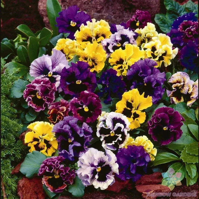 Rococo Mix Pansy Seeds - Viola x wittrockiana - 200+ Seeds for Garden Beds & Containers - Vibrant, Ruffled Blooms