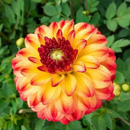 25 Kasagi Dahlia Seeds - Perennial Flower Seeds for Vibrant Blooms, Dahlia pinnata, Garden, Border, Container Plant