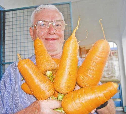 Giant Carrot Seeds Bulk 1000 Daucus carota Vegetable Garden Plant for Fresh Eating & Juicing