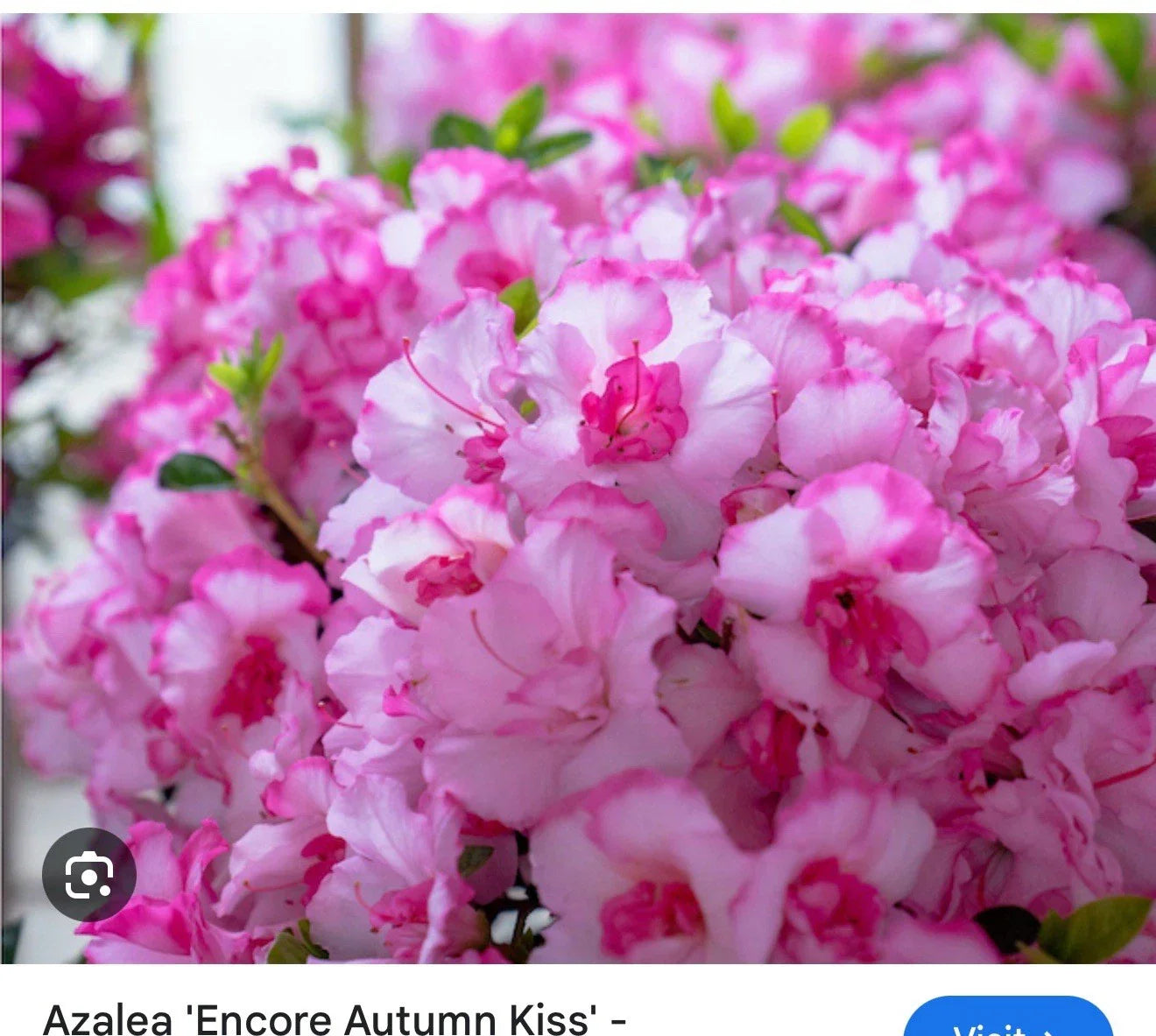 Encore Autumn Kiss Azalea Starter Plant, Deciduous Rhododendron 'Autumn Kiss', Pink Lavender Blooms, Well-Rooted Shrub for Garden