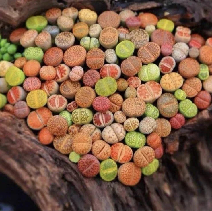 Lithops Living Stones - 10 Pc Bare Root Succulent Plants - Unique Desert Stone-Like Varieties - Low-Growing, Easy Care