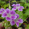 Whiteleaf Geranium Seeds - Pelargonium zonale - 25+ Garden Planting Seeds for Bright Foliage & Blooms