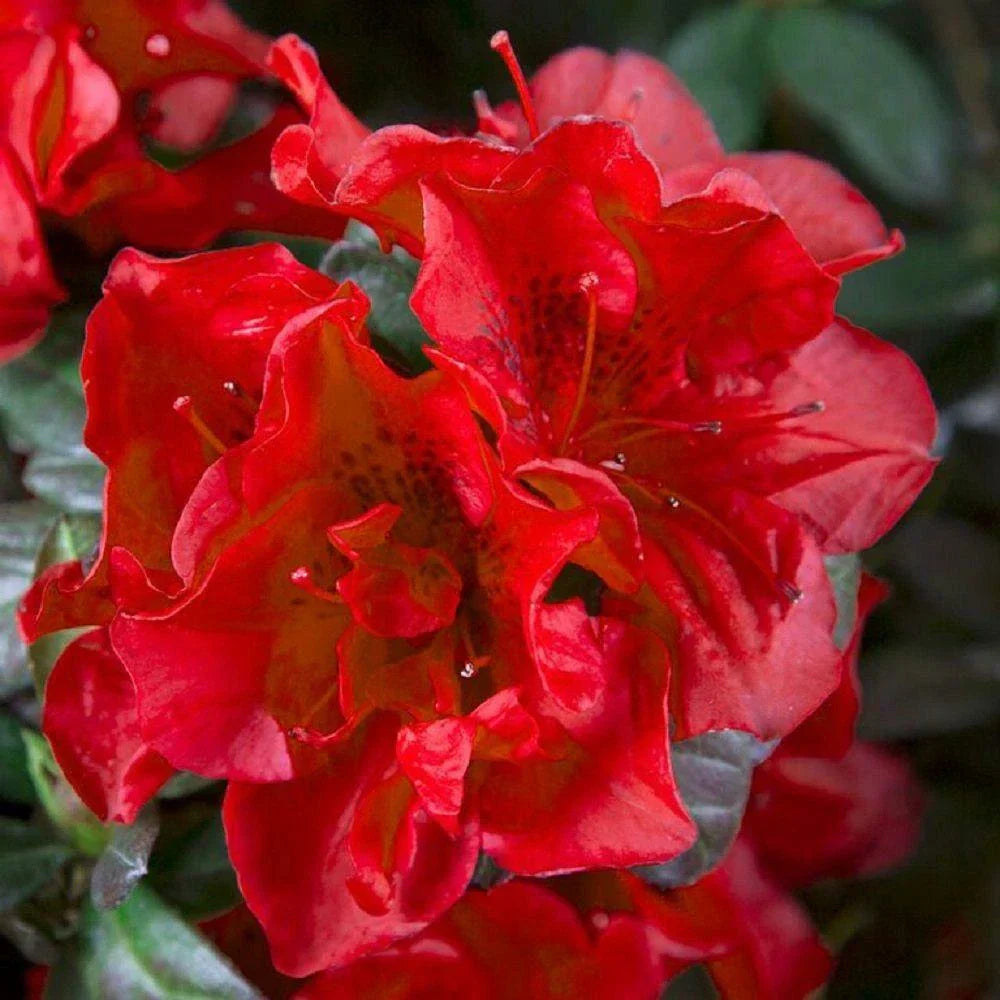 Encore Autumn Fire Azalea Starter Plant - Well-Rooted Rhododendron 'Autumn Fire' Deep Red Flowers, Deciduous Shrub, 1-Gallon Container