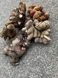 Ginger Roots Set – Black Ginger, Red Ginger, Aromatic Ginger & Black Turmeric – Culinary Herbs for Flavorful Dishes